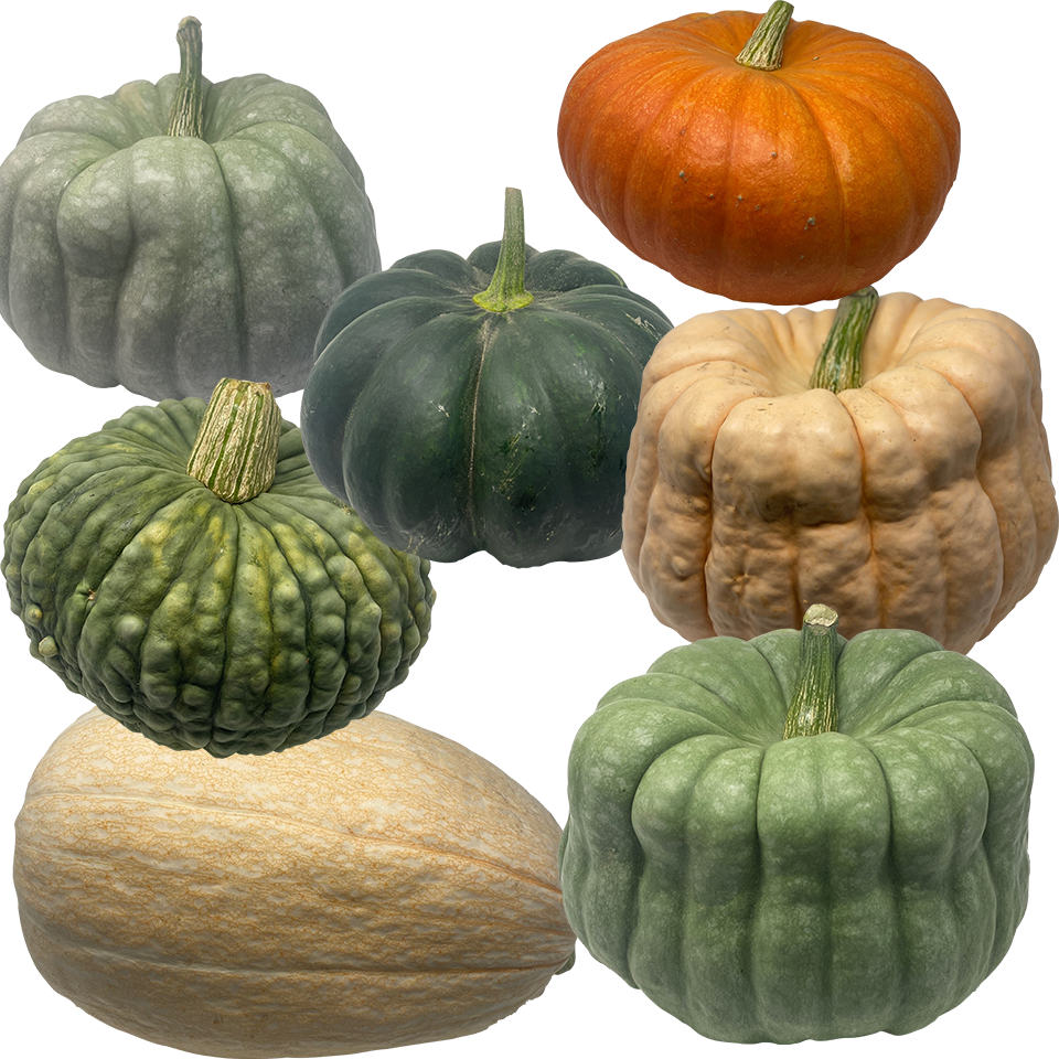 Grande Citrouille Heirloom