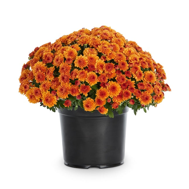 Chrysanthemum Pot 10"