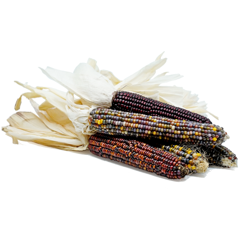 Decorative Corn Regular