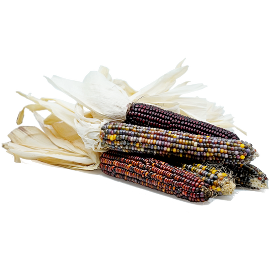 Decorative Corn Regular