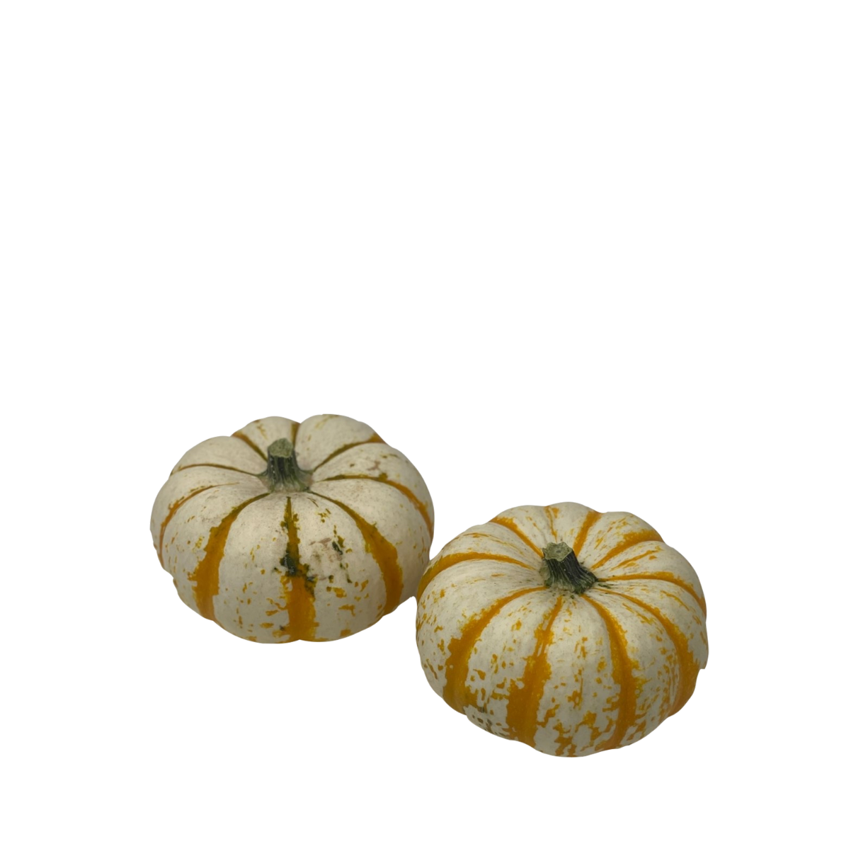 Mini Pumpkin - Lil Pump-Ke-Mon