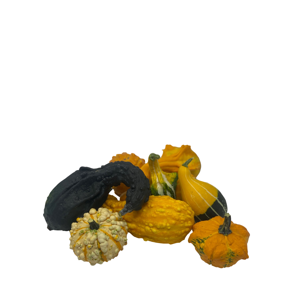 Mini Pumpkin - Decorative Squash