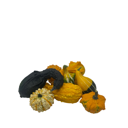Mini Pumpkin - Decorative Squash