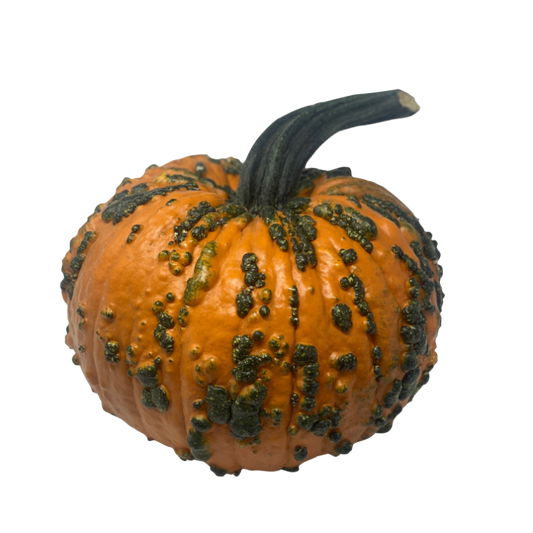 Large Heirloom Pumpkin - Warted